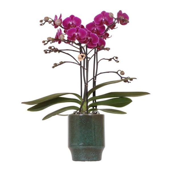 Vlinder Orchidee, Pot Morelia Classy Groen, Kleur Paars, Bloeiende Kamerplant,  Phalaenopsis Orchideeën, Potmaat Ø9cm