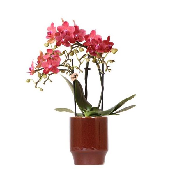 Vlinder Orchidee Congo , Pot Classy red/bruin, Kleur Roze/Rood,, Bloeiende Kamerplant,  Phalaenopsis Orchideeën, Potmaat Ø9cm