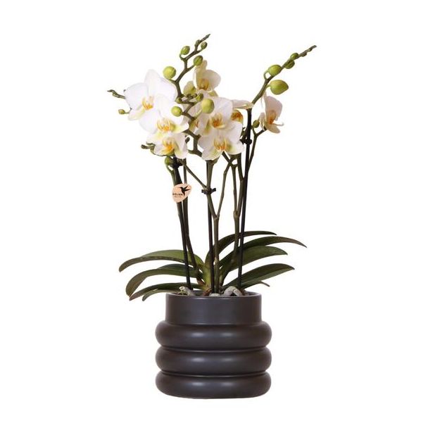 Vlinder Orchidee  Lausanne , Bubble Pot Zwart, Kleur Wit, Bloeiende Kamerplant,  Phalaenopsis Orchideeën, Potmaat Ø9cm