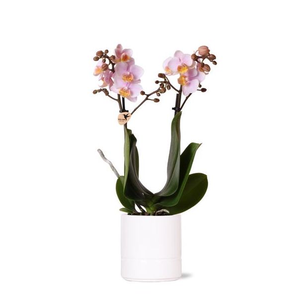 Vlinder Orchidee  Andorra, Met Pastel Pot Wit, Kleur Roze,, Bloeiende Kamerplant,  Phalaenopsis Orchideeën, Potmaat Ø9cm