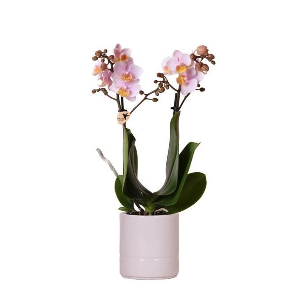 Vlinder Orchidee  Andorra, Met Pastel Pot Roze, Kleur Roze,, Bloeiende Kamerplant,  Phalaenopsis Orchideeën, Potmaat Ø9cm