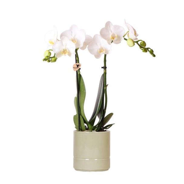 Vlinder Orchidee  Amabilis, Met  Pastel Pot Groen, Kleur Wit,, Bloeiende Kamerplant,  Phalaenopsis Orchideeën, Potmaat Ø9cm