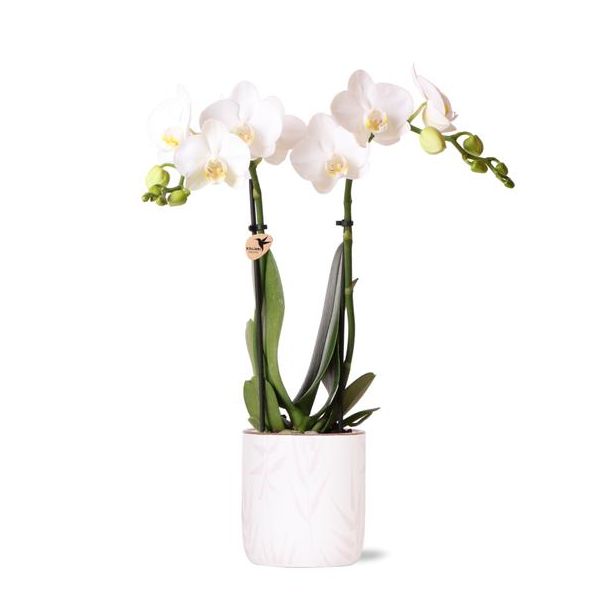 Vlinder Orchidee  Amabilis, Met  Leaf Pot Roze,, Kleur Wit,, Bloeiende Kamerplant,  Phalaenopsis Orchideeën, Potmaat Ø9cm