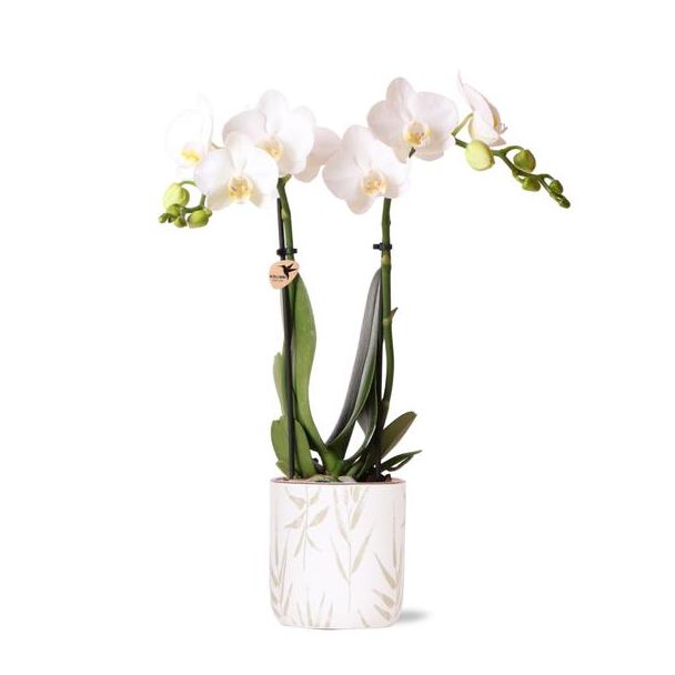 Vlinder Orchidee  Amabilis, Met  Leaf Pot Groen, Kleur Wit,, Bloeiende Kamerplant,  Phalaenopsis Orchideeën, Potmaat Ø9cm