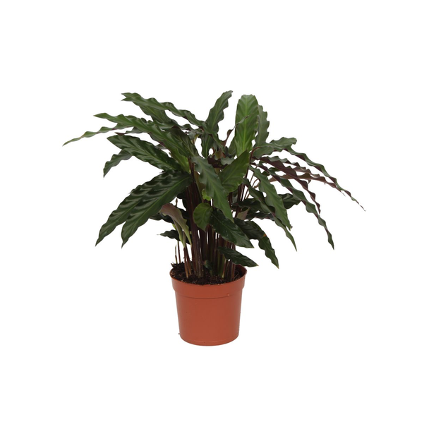 40 cm hoge pauwenplant Calathea Elgergrass, Ø12cm