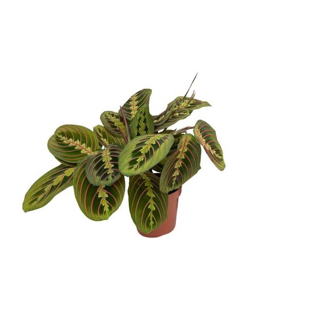Maranta Fascinator (Pijlwortel) - Ø12cm - ↕20cm