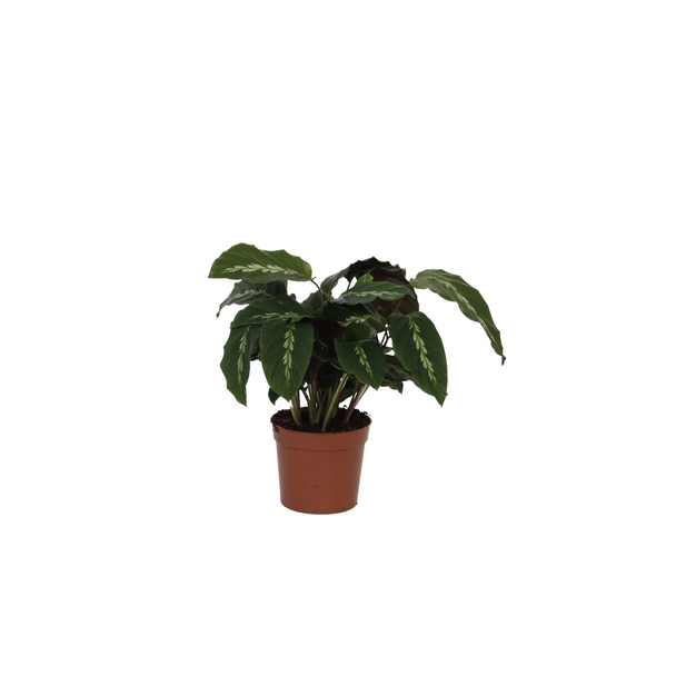 40 cm hoge Calathea Maui Queen binnenplant, Ø12cm