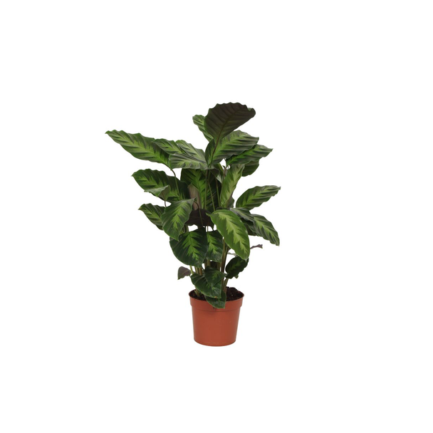 Groene kamerplant Calathea Misto met hoogte van 40 cm,  Ø12cm