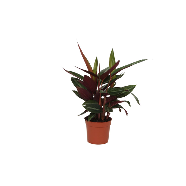 Pauwenplant 40 cm hoog, Calathea Stripestar voor binnen, Ø12cm