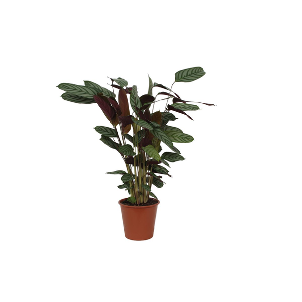 80 cm hoge Calathea Compactstar pauwenplant voor in uw woning, Ø19 cm