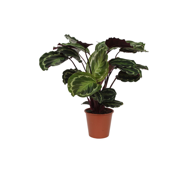 Opvallende kamerplant Calathea Medallion van ca. 80 cm, Ø19cm