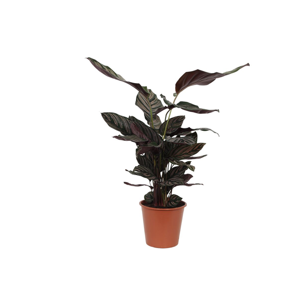 Calathea Sanderiana plant voor in de kamer, 80 cm hoog en Ø19cm