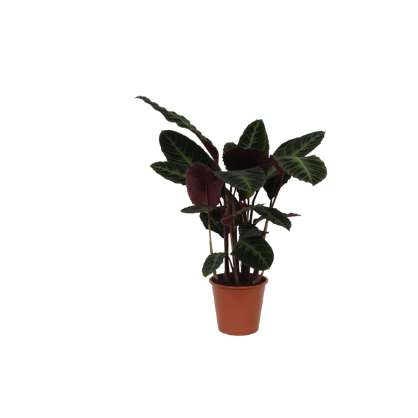 Pauwenplant/schaduwplant met paars groene bladeren,  80 cm hoog, Ø19cm, Calathea warscewiczii