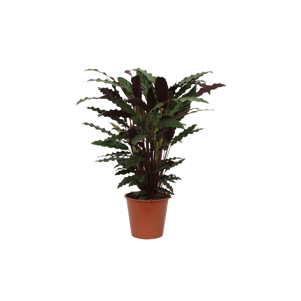 Kamerplant Calathea Wavestar, ookwel Pauwenplant, 80 cm hoog, Ø19 cm