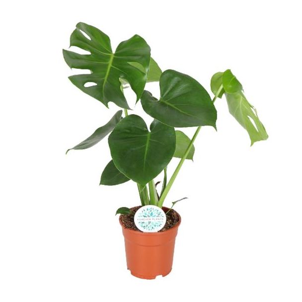 De Gatenplant, Groene Kamerplant, Tropisch, Monstera Deliciosa - Gatenplant - 65cm - Ø21 - Ø17 - 55cm