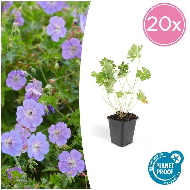 20 stuks lilakleurig Geranium Rozanne, Ooievaarsbek  - ↕25cm - Ø9cm