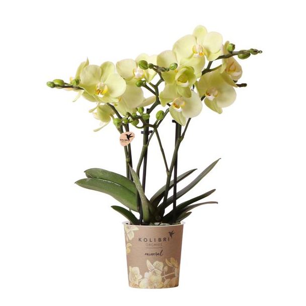 2 stuks Gele Vlinderpracht: Amabilis Orchidee in Ø9cm Pot, Vlinderorchidee, 35 cm hoog