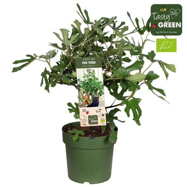 Vijgenboom, Mediterrain, Exotische, Fruitboom, Kleur vrucht Donkerpaars tot Zwart,Ficus Carica  Little Miss Figgy  Bio - Ø23cm - ↕50cm