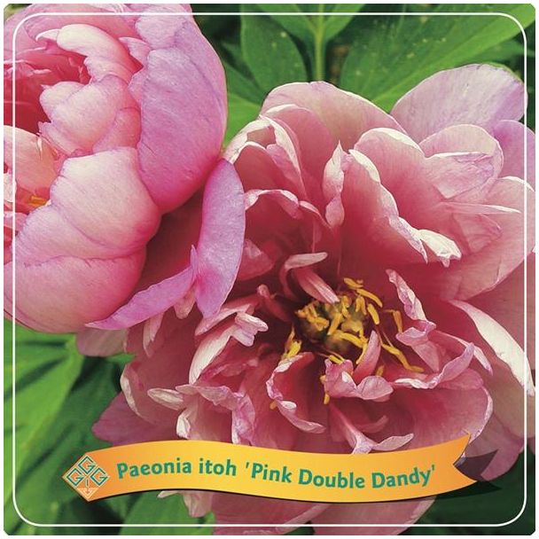 De hybride Pioenroos, Kleur Delicate Roze, Struik, Paeonia Itoh  Pink Double Dandy  C5 - Ø21cm - ↕35cm