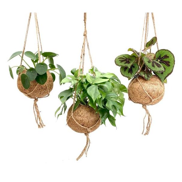 Gevarieerde planten mix (3 stuks) in natuurlijke en volledig biologisch afbreekbaar potten