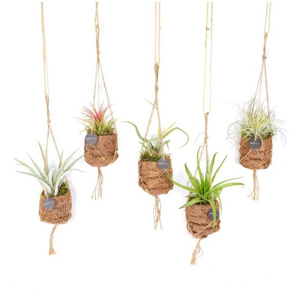 8 soorten Luchtplanten - Volgelnest mix (Kokodama Tillandsia) - pot gemaakt van kokusvezels  Ø7cm - ↕5cm