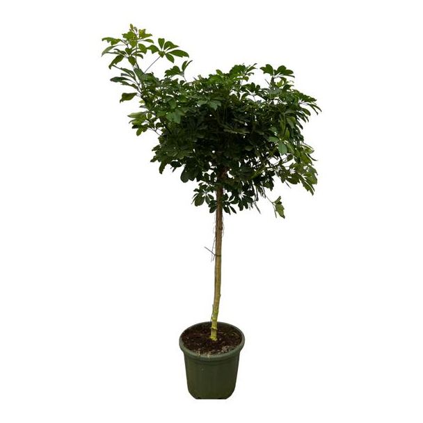 Vingerplant, Tropische Plant, Parapluplant, Groene Kamerplant, Schefflera Nora stam - 220 cm - Ø45cm