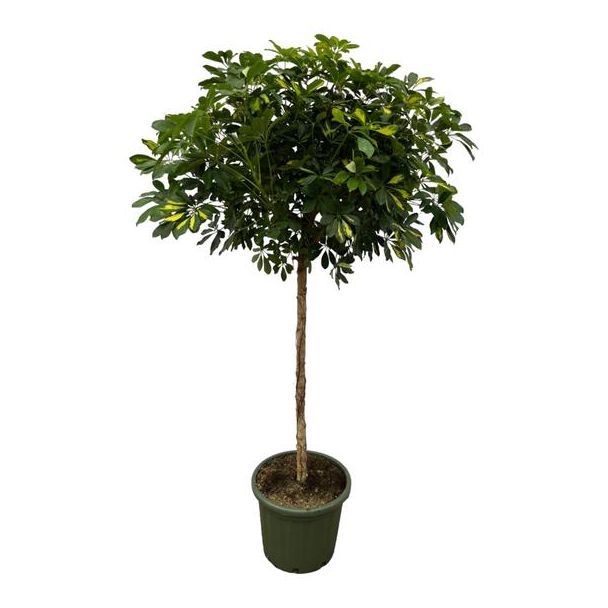 Parapluplant, Bont Blad,Tropische Pracht, Plant op Stam, Schefflera Gold Capella stam - 180 cm - Ø45cm