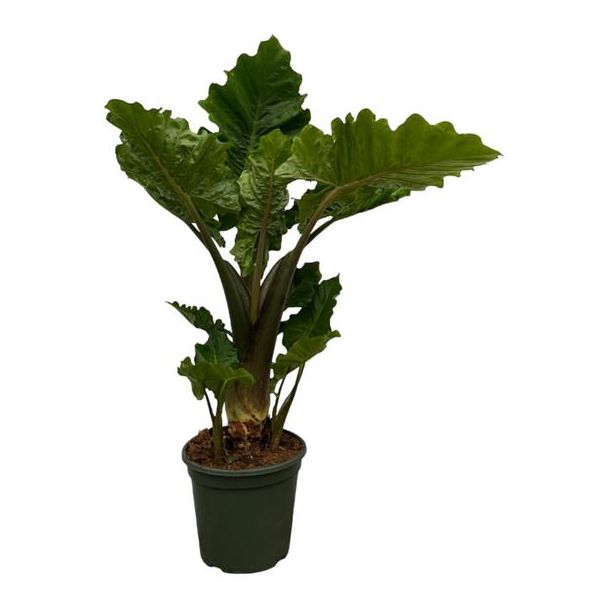 75 cm hoge tropische kamerplant Alocasia Low Rider -  Ø26cm