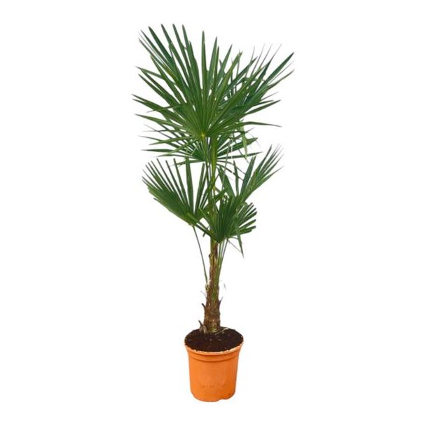 Chinese waaierpalm - Trachycarpus Fortuneii ca 150 cm hoog - Ø25cm