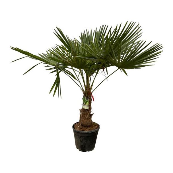 Chinese waaierpalm - Trachycarpus Fortuneii ca 200 cm hoog - Ø30cm