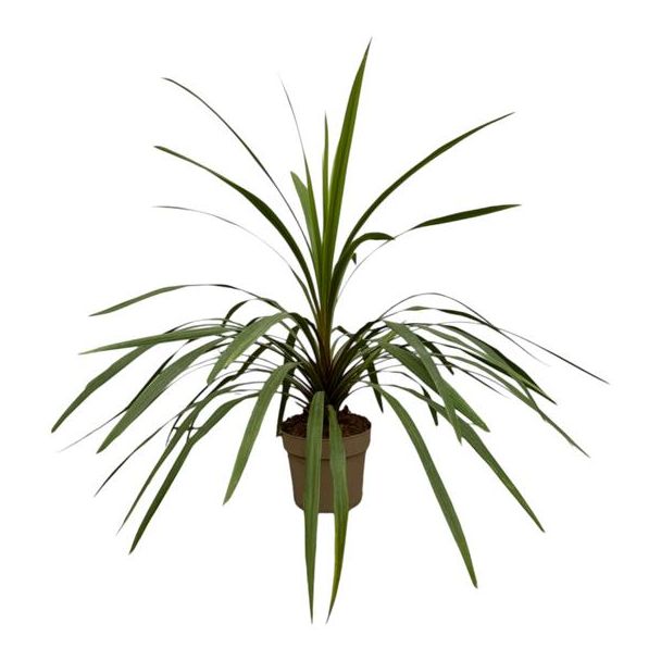 Makkelijk onderhoudbare tuinplant Cordyline Peko, 90 cm hoge koolplant, Ø24 cm