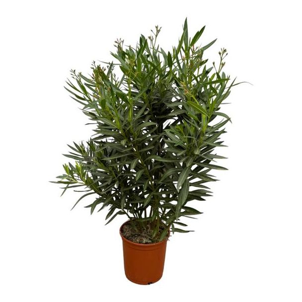 Tuinplant, Kleur Rood, Mediterrane Sfeer, Balkonplant, Terrasplant, Struik, Nerium Oleander struik met rode bloem - 110 cm - Ø27cm