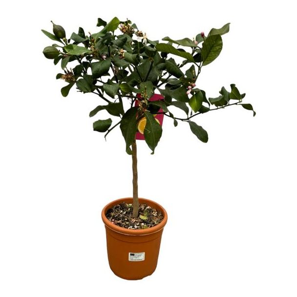 Citroenboom, Mediterrain, Exotische, Fruitboom, Kleur vrucht Geel, Citrus Lemon -  80cm -Ø22cm voor binnen- en buitenruimtes