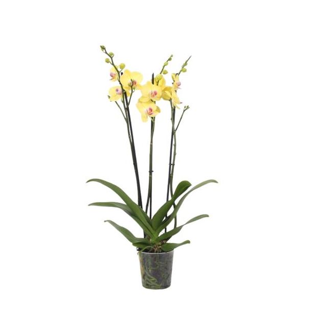 Gele Orchidee voor binnen (Phalaenopsis Lime Light), 3 takken, 60 cm hoog, Ø12cm