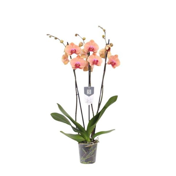 Bloeiende plant voor binnen Phalaenopsis Carribean Dream (Orchidee), 60 cm hoog, Ø12cm