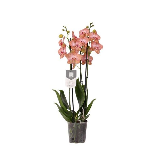 Vlinderorchidee met drie taken (Phalaenopsis Ravello), 60 cm hoog, Ø12 cm