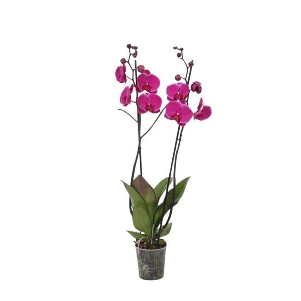 3 tak vlinderorchidee (Phalaenopsis Joyride) voor in de kamer, 60 cm hoog, Ø12 cm