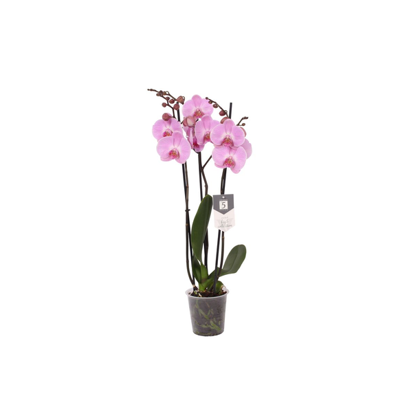 Roze orchidee Phalaenopsis Elion - 3 tak, 60 cm hoog, Ø12 cm