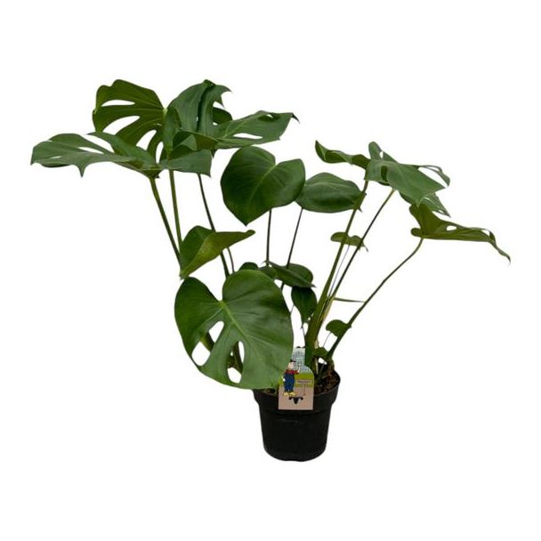 Weelderige Gatenplant - Monstera Deliciosa - 75 cm - Ø21cm