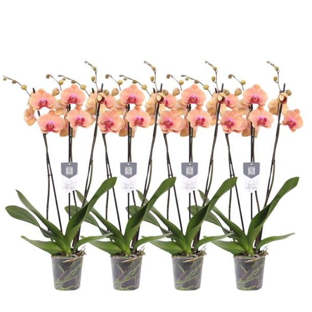 Set van vier oranje orchideeën (4 maal Phalaenopsis Carribean Dream met 3 taken), 60 cm - Ø12 cm