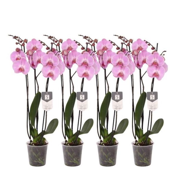 4x roze vlinderorchidee Phalaenopsis Elion met 3 takken per orchidee, 60 cm hoog, Ø12cm