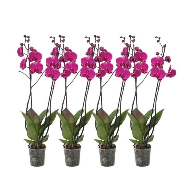 Roze Orchideeën set (4x 3 tak Phalaenopsis Joyride), ca. 60 cm hoog en Ø12 cm