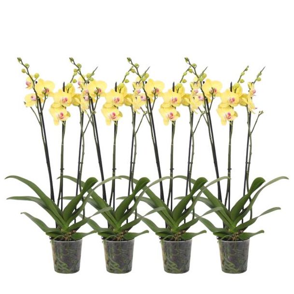 Orchideeën set geel, 4 maal Phalaenopsis Lime Light 3 tak, Ø12cm, 60 cm hoog