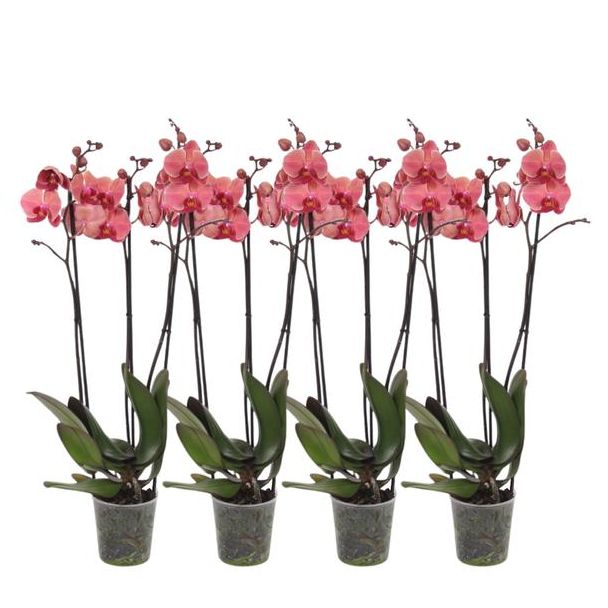 Set van 4 maal 3 tak vlinderorchideeën (Phalaenopsis Narbonne), ca. 60 cm hoog, Ø12 cm