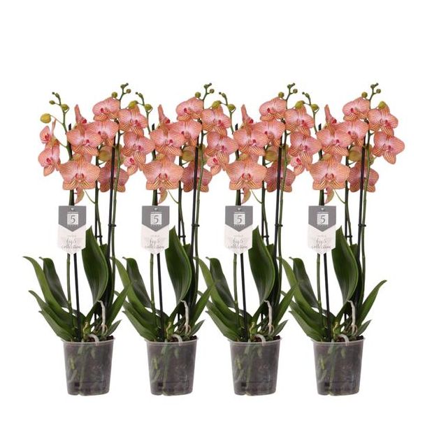 Vlinderorchideeën set oranje, 4 Phalaenopsis Ravello 3 tak, Ø12cm, 60 cm hoog