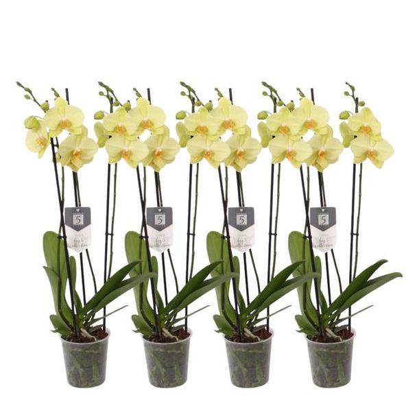 Verzameling van 4 gele vlinderorchideeën (3 tak Phalaenopsis Volterra), ca. 60 cm hoog, Ø12 cm