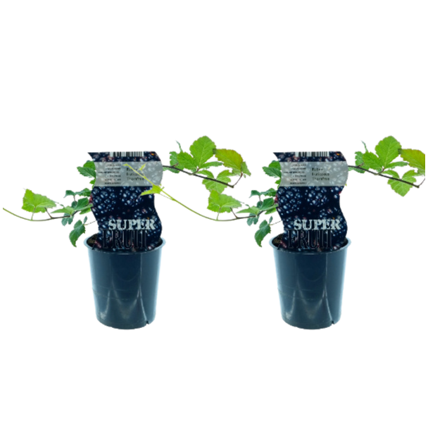 Doornloze Bramenstruik, 2 stuks, fruitstruik, kleur donkerpaars-zwart, Rubus Thornfree , Ø12cm - ↕30cm