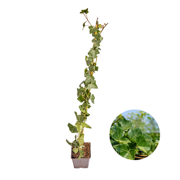 10 stuks De Klimop, Klimop , Gestokt  kleur Groen, Hedera Hibernica,  ↨80 - 100 cm , Ø 11 cm