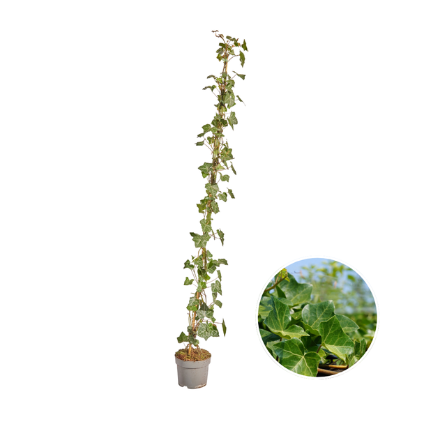 10 stuks Klimop , Gestokt, Klimplant, Kleur Groen,  Hedera Hibernica -↨125 - 150 cm - 17 Ø