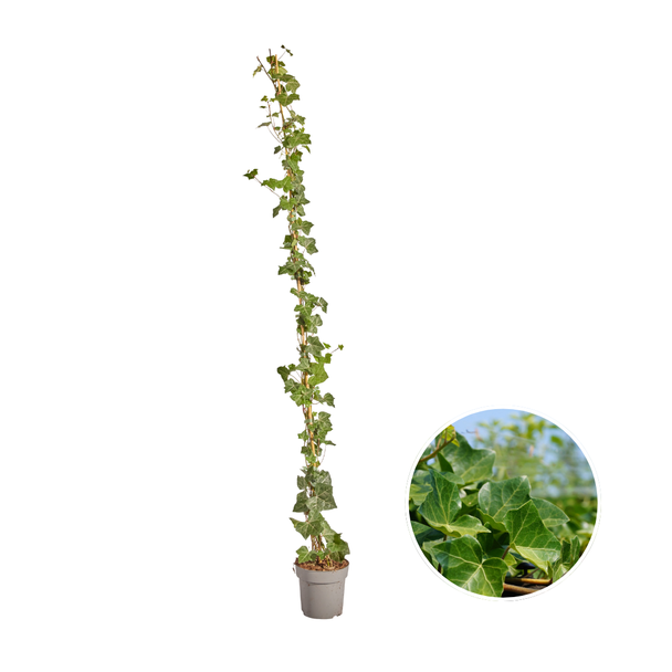 10 stuks Klimop, Gestokt, Klimplant, Kleur Groen, Hedera Hibernica  ↨150 - 175 cm - Ø 17